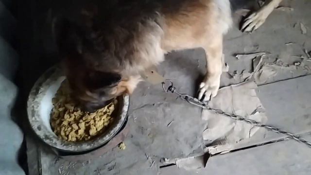 Обычные будни//Купила ещё кроликов//Маникюр//Влог смотреть онлайн