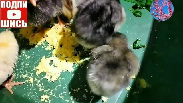 Куры и Цесарки.Можно ли держать вместе? смотреть онлайн