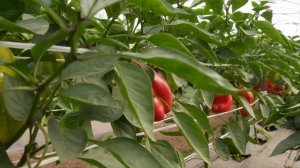 Перец Испанский Бык