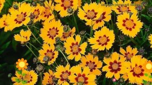 Кореопсис ланцетовидный Бэби Голд. Краткий обзор, описание coreopsis lanceolata Baby Gold