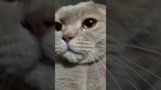 мур мур мяу || Кот Мася #кот #cat смотреть онлайн