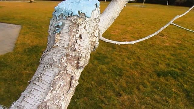 НОВАЯ ФОРМУЛА ЧУДО СМЕСИ для замазывания срезов и лечения деревьев. смотреть онлайн