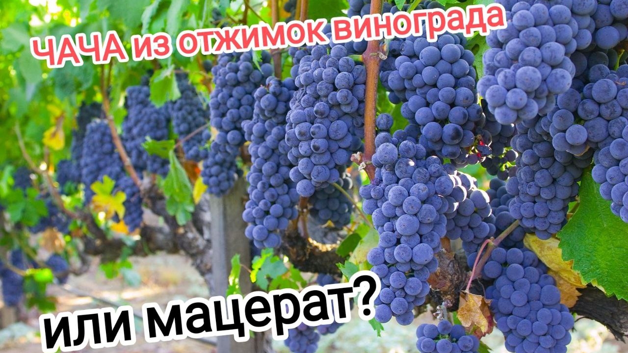 Чача из отжимок винограда 