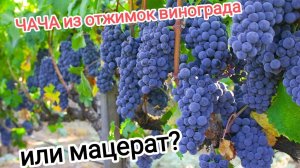 Чача из отжимок винограда "Изабелла". Или мацерат?