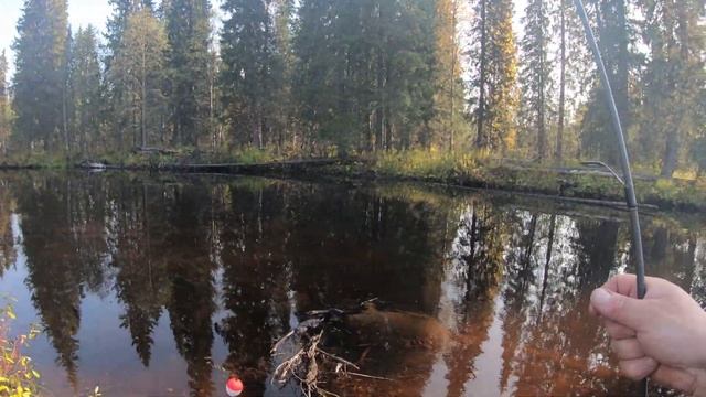 Рыбалка Хариус на севере . Крупняк хариус. смотреть онлайн
