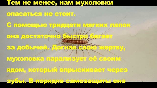 Никогда не убивайте это насекомое! 90% людей этого не знают смотреть онлайн