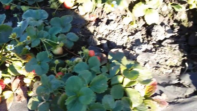 Эви-2 ремонтантная земляника. 27 сентября 2019 смотреть онлайн