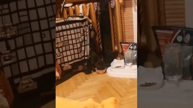 Усачик дома смотреть онлайн