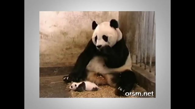 The Sneezing Baby Panda Чихнул смотреть онлайн