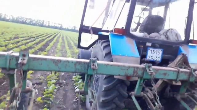 Гряземес!!! Междурядная культивация подсолнечника на МТЗ 1025.2 смотреть онлайн