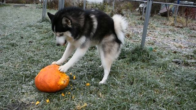 Помски напала на тыкву! Мини Хаски - Pomsky! Смешной пес!