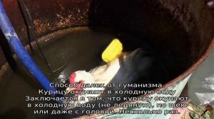 Как отучить курицу от насиживания яиц