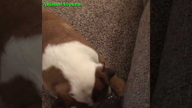 Try not to laugh ❤️ English Bulldogs doing funny things # 02 (2020)| Animal Lovers смотреть онлайн