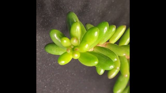 Sedum Rubrotinctum