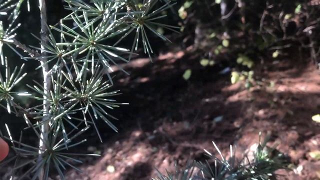 Abies cilicica subsp. cilicica (Toros Göknarı), Cedrus libani (Toros Sediri) смотреть онлайн
