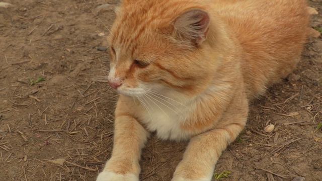Сибиряк молоденький. Поздравление для Игоря смотреть онлайн