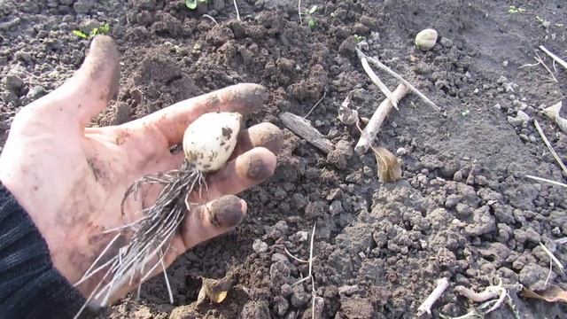 чеснок , состояние чеснока месяц после посадки . смотреть онлайн