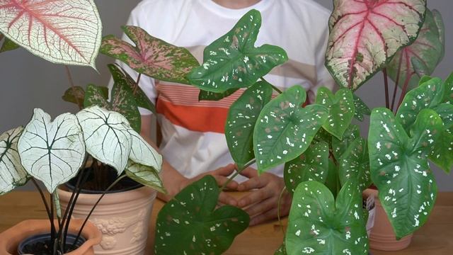 여름 추천 식물 칼라디움 키우기-구근 캐지마세요.구근 관리법- 홈가드닝 아파트정원 HomeGardening#Caladium смотреть онлайн