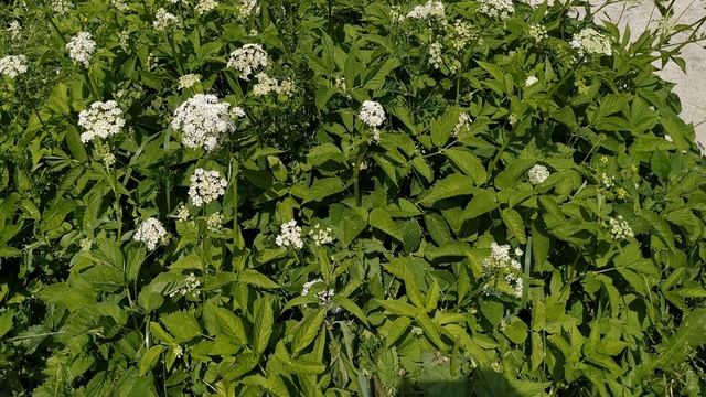 А вы думали это просто сорняк? Сныть полезные свойства и противопоказания.