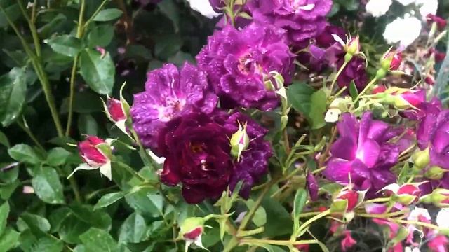 Розы американской селекции в саду: обзор 6 сортов американских роз, сезон 2022 смотреть онлайн