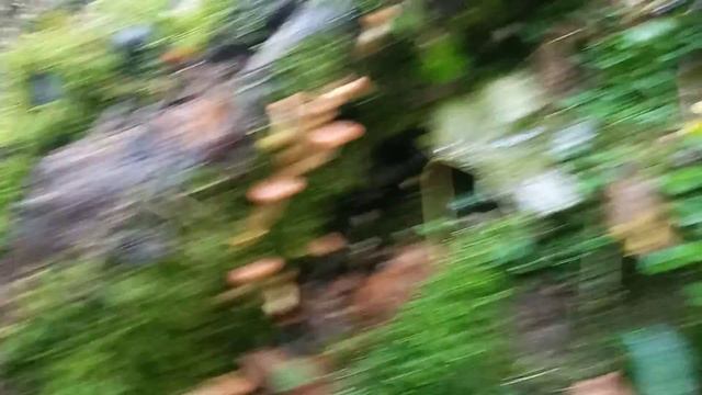 Багато молодих опеньок. Гриби..... смотреть онлайн