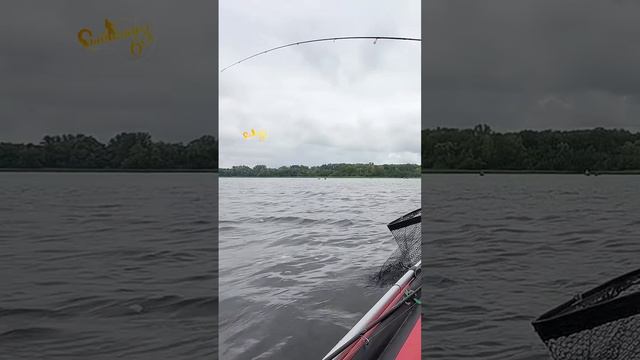 Кто это был, что за рыба? смотреть онлайн