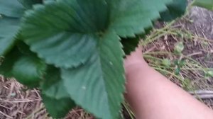 Клубника после плодоношения. Важные 3 шага, чтобы  клубника восстановилась