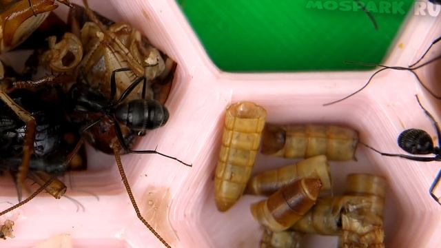 Муравьи гиганты пробуют насекомых и морепродукты - Белковая дегустация смотреть онлайн
