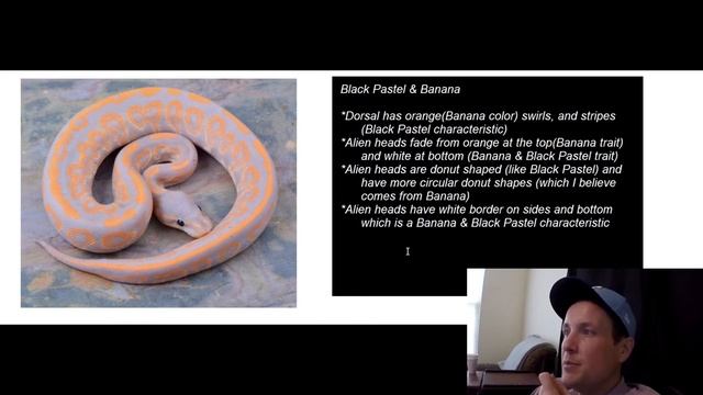 Planning For Black Pastel Ball Python Morph Combos | Breeder Detail | Jack's Reptiles смотреть онлайн