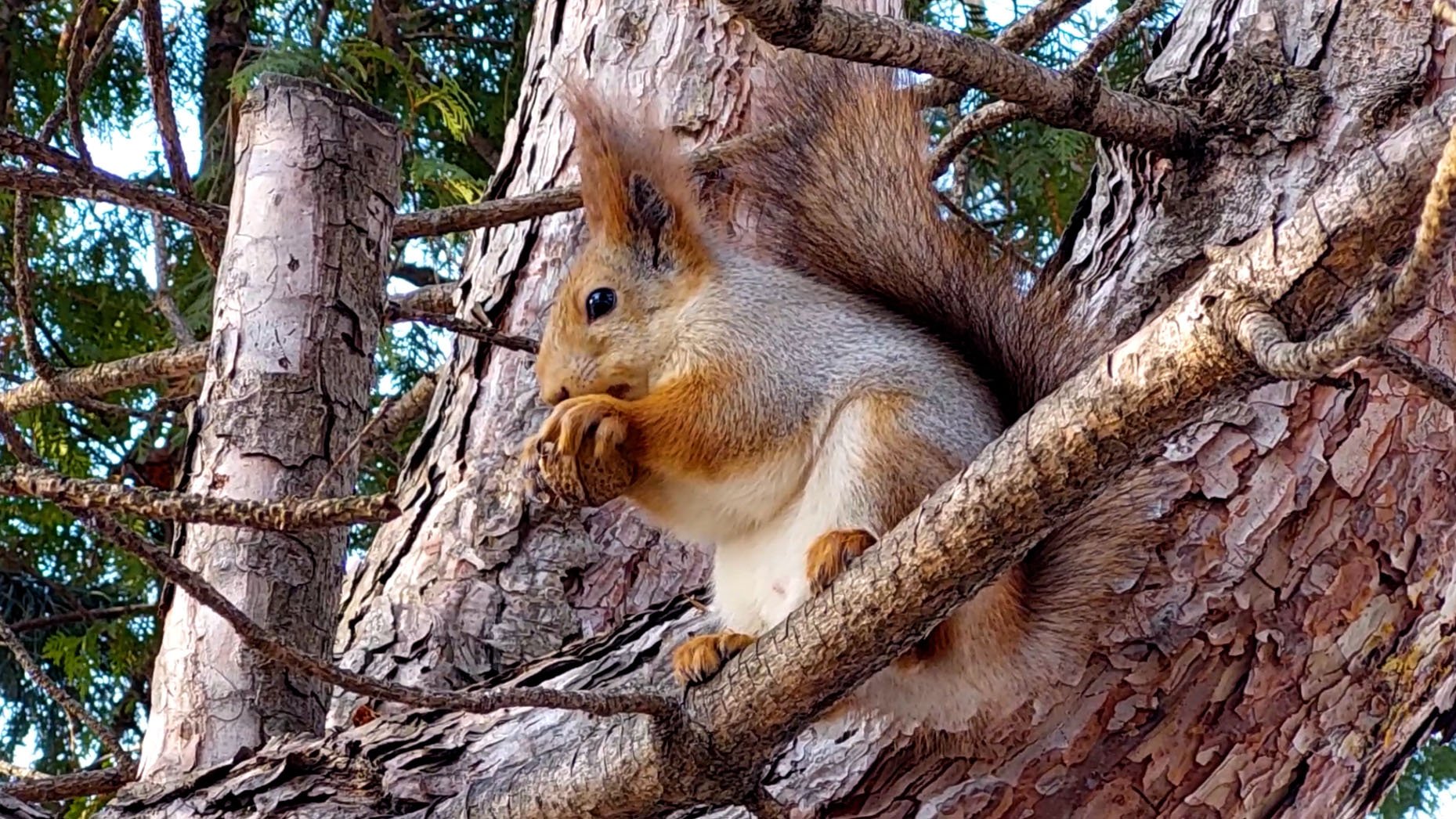 белки смотреть онлайн