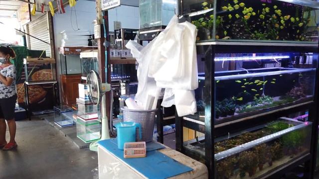 [4K] 2020 "Chatuchak Fish Market" tropical fish market aquarium, Bangkok смотреть онлайн