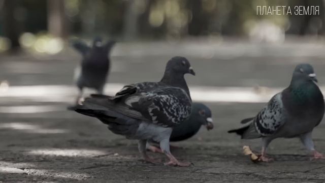 Голубь: Птица мира | Интересные факты про голубей смотреть онлайн