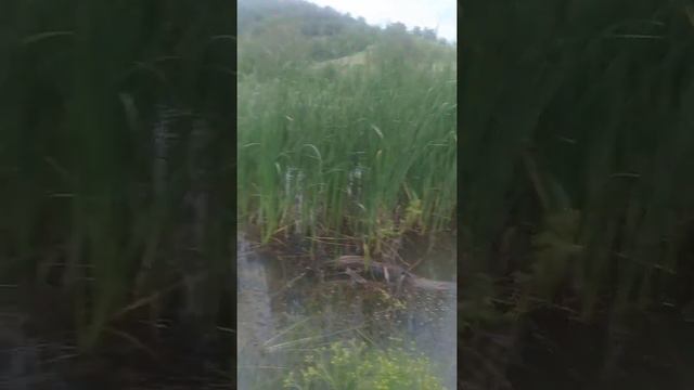 около реки смотреть онлайн