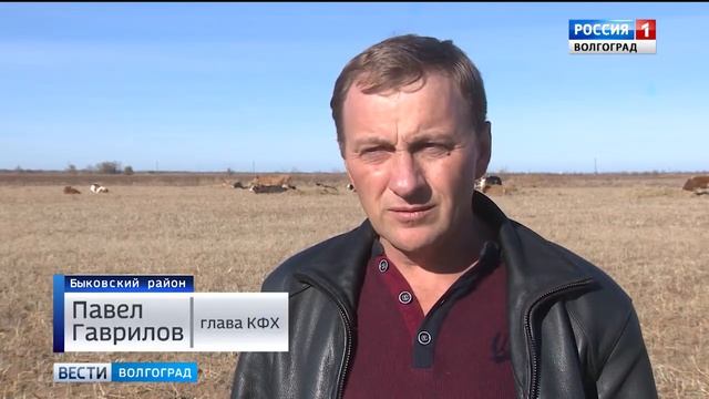 Аграрии Быковского района создают сельхозкооператив смотреть онлайн