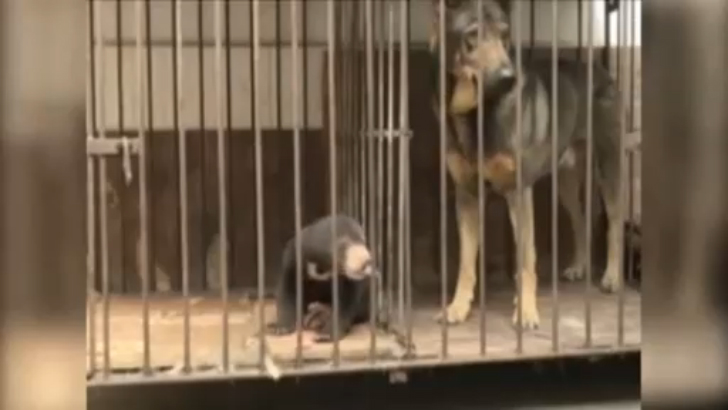 Спасенный фермером "щенок" оказался медвежонком смотреть онлайн