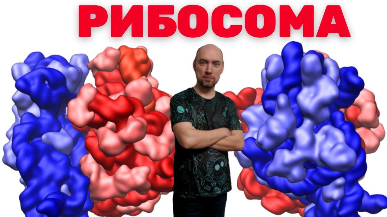 Что такое рибосома? Душкин объяснит смотреть онлайн