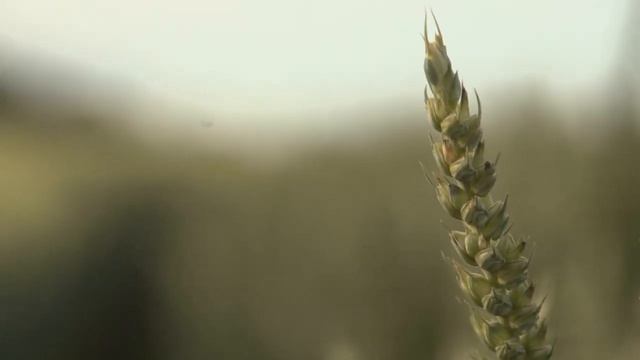 Soothing Music LoFi Beats for Relax, Meditate & Study #126 ? संगीत को आराम ? リラックス音楽 ? 음악을 이완하십시오 ? смотреть онлайн