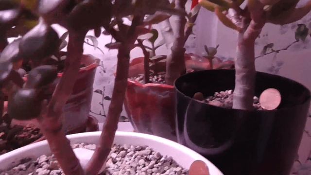 Денежные дерево ( толстянка) под лампой.