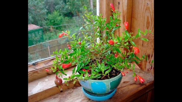 Ландшафтный дизайн. Занятие №16 смотреть онлайн