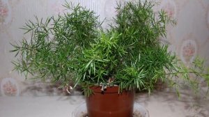 Обрезка Аспарагуса. Как омолодить и сформировать куст аспарагуса.