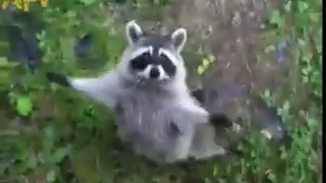енот обнимашка смотреть онлайн