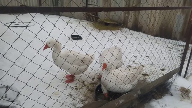 Гуси во дворе и мои планы работы с ними в этом 2022 году. смотреть онлайн
