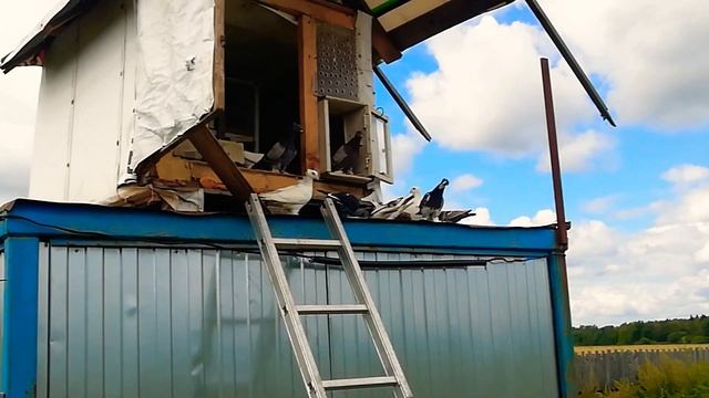 Привёз на новое место Ленинаканских голубей на в Иваново смотреть онлайн
