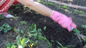 Пересадка огурцов в грунт! Экспериментирую! Огурцы без теплицы! Мама огородник!