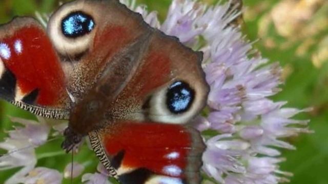 Мусульманская Музыка / Muslim Music 