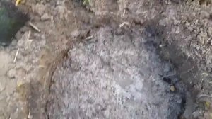 Посадка ивы