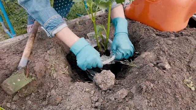 Посадка георгинов для пышного цветения смотреть онлайн