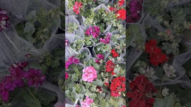 Чем удобрять герань , чтобы пышно цвела все лето до заморозков . По месяцам. смотреть онлайн