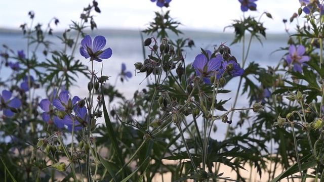 Русское поле, лес, природа. Спокойная музыка.[Nature Relaxation] смотреть онлайн