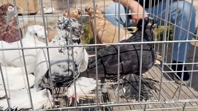 Птичий рынок г. Ташкент - ГОЛУБИ (16.09.2023) / Uzbek Pigeons / Usbekische tauben смотреть онлайн